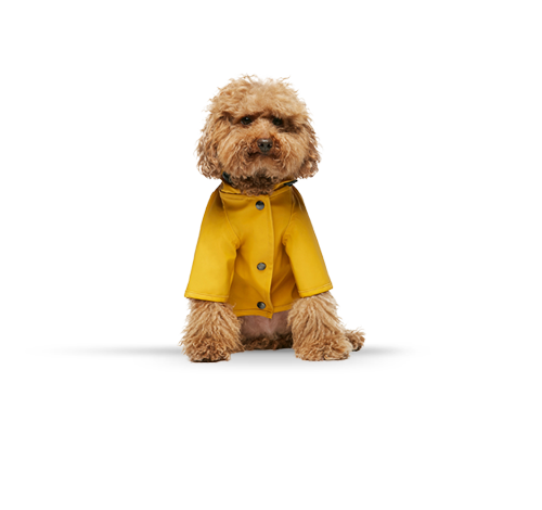 Imagen de un perro color cafe usando una gabardina, Mascotas